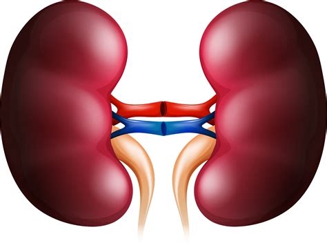 Kidney clipart unhappy, Kidney unhappy Transparent FREE for download on WebStockReview 2021