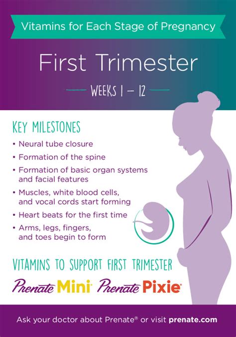 Prenatal Vitamins For Each Stage Of Pregnancy First Trimester Months