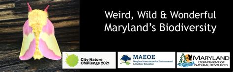 Weird Wild And Wonderful Marylands Biodiversity Deep Creek Times