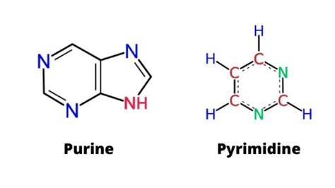 Purines Vs Pyrimidines A Comparison Science Query