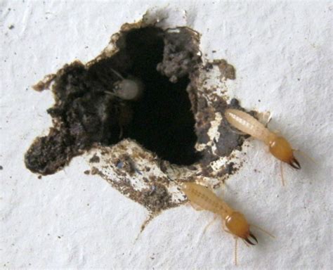 Where are termites coming from. Brisbane Pest Inspections: Termite Classification ...