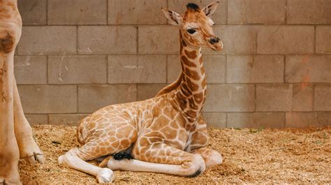 Auckland Zoo Celebrates Birth Of Giraffe Calf Auckland Zoo News
