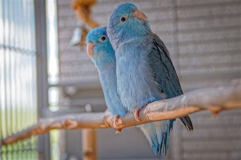 Why Do Parrots Vibrate Explained Parrot Website