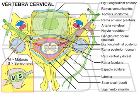 Fisiohipótesis Anatomía De La Columna Cervical