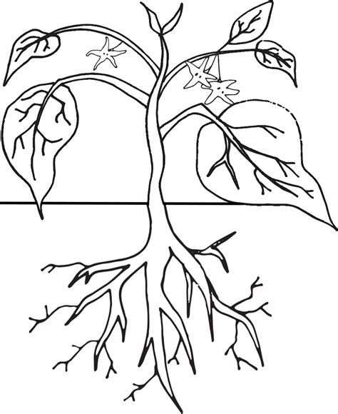 Plant Life Cycle Coloring Pages Coloring Home