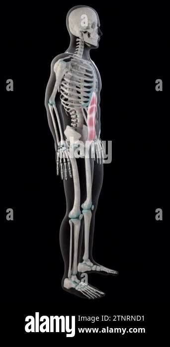 This 3d Animation Shows The Rectus Abdominis Muscles On Whole Man Body