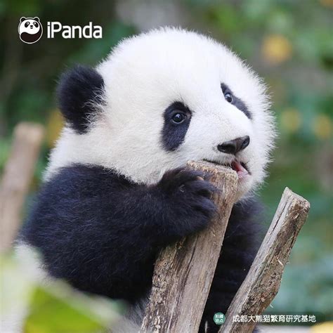 Kattavinir On Twitter Rt Thofafor Watch Baby Pandas In China