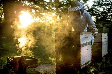 Why Do Beekeepers Use Smoke To Calm Bees How It Works