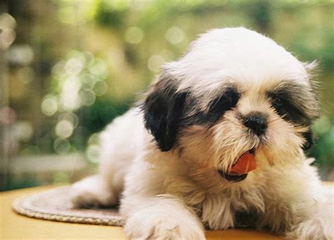 Cute Animal Pictures Shih Tzu Puppy Cute Animal