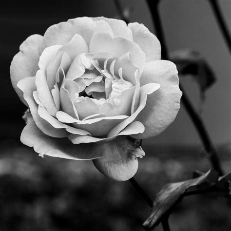Black And White Photo Of A Blooming Rose Free Image Download