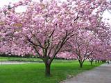 Kwanzan Flowering Cherry Tree For Sale Photos