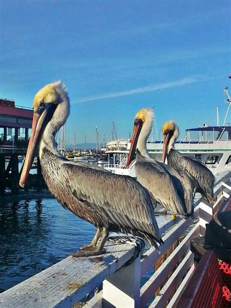 Take a deep dive into marine science at one of the nation's top aquariums. Fisherman's Wharf, Monterey, CA | California travel, Visit ...