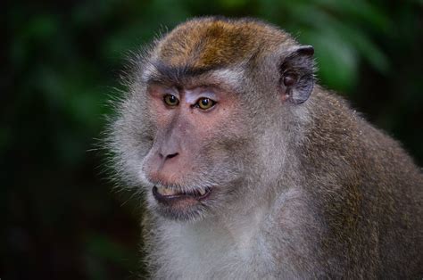 Makake Macaque Monkey · Free Photo On Pixabay