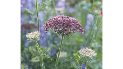 Umbellifers How To Choose And Grow The Best Umbellifers For Your