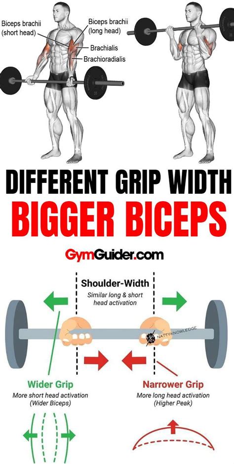 The long head of bicep tendon attaches to a small bony prominence deep inside the shoulder joint called the supraglenoid tubercle and is pivotal in. Biceps Workout That Will Have You Bursting Through Your ...