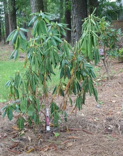 Phytophthora root rot causes rhododendrons to wilt, and affected plants may be stunted. Azalea and Rhododendron - Root Rot (Wilting) | Walter ...