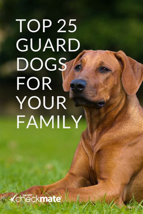 The 25 Best Guard Dogs Guard Dog Breeds For Families Artofit