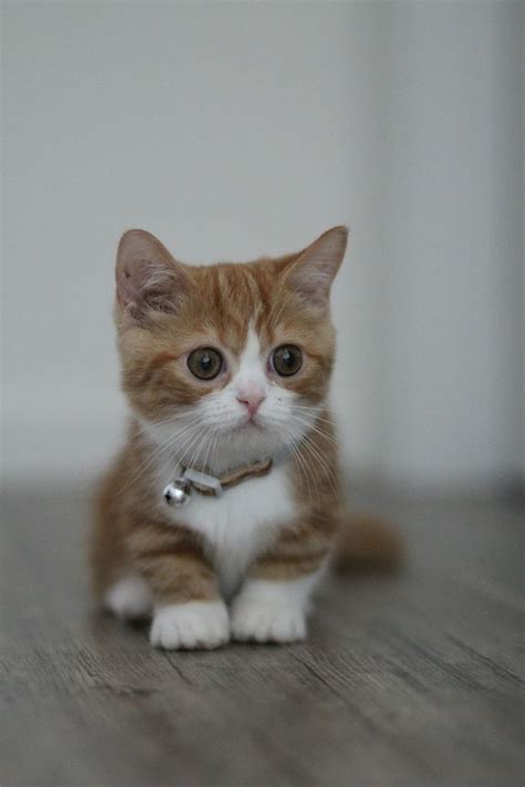 21 Adorable Munchkin Cats