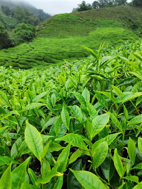 Free Download Tea Plantation Tee Nature Green Color Growth Plant