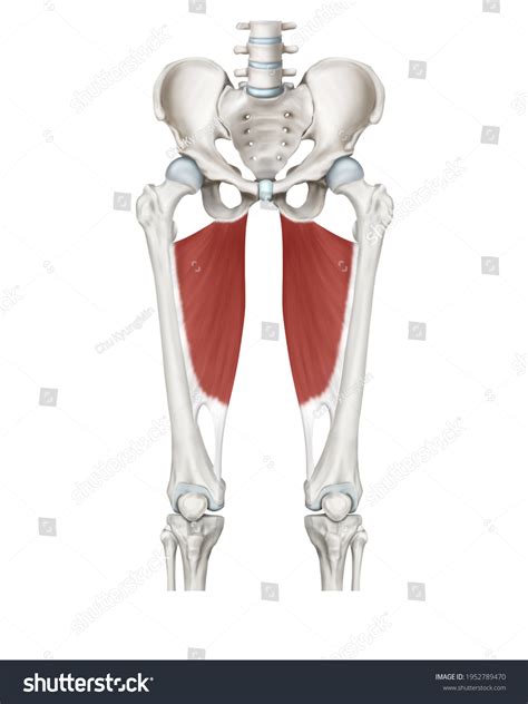 8 Great Adductor Muscle Images Stock Photos Vectors Shutterstock