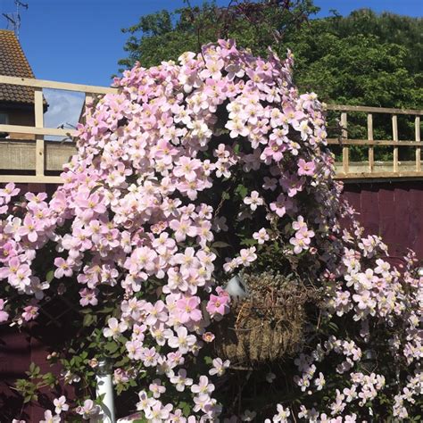 They should be pruned right after flowering to remove the dead foliage. Clematis montana 'Rubens', Clematis 'Rubens' - uploaded by ...