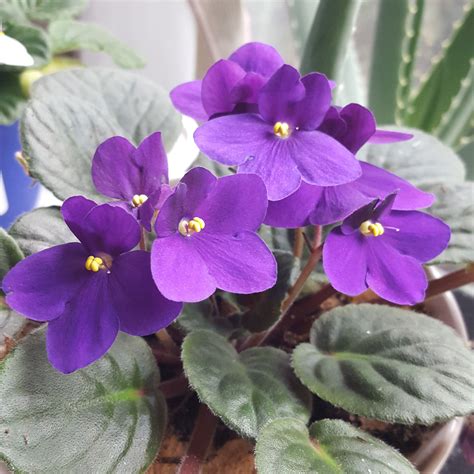 African Violet Seeds For Sale Interiorpaintingpeoriail