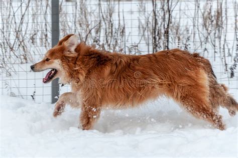 Large Beautiful Red Cheerful Dogs Run And Jump Joyfully On A Snow