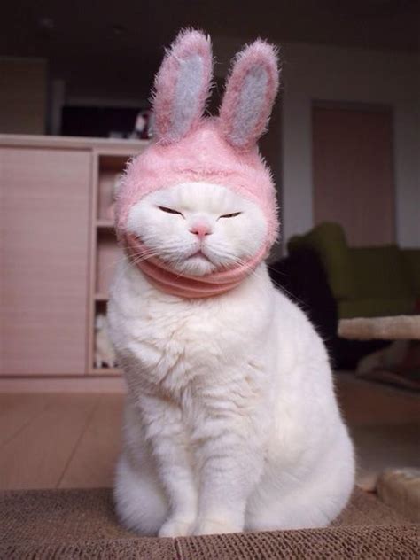 229 Best Images About Easter Cats On Pinterest