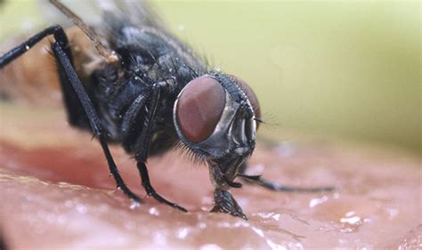 Nhs Warning As Cases Of Blandford Fly Bites Which Cause Blisters And