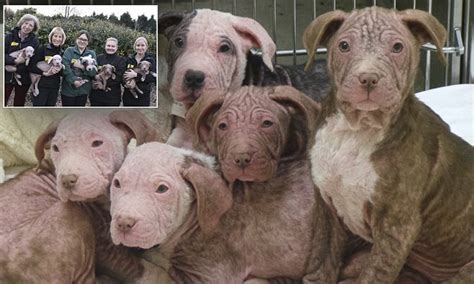 Abandoned Bald Puppies Are Being Nursed Back To Health