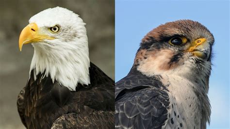 Falcon Vs Eagle Whats The Difference With Pictures Optics Mag