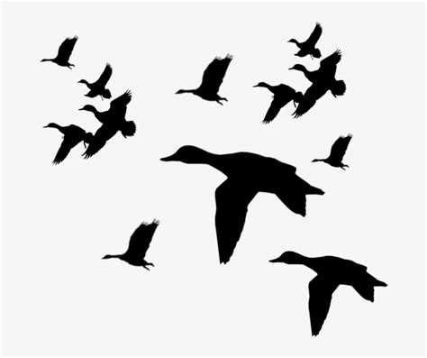 Mallard Clipart Duck Call Flying Ducks Silhouette Png Transparent Png