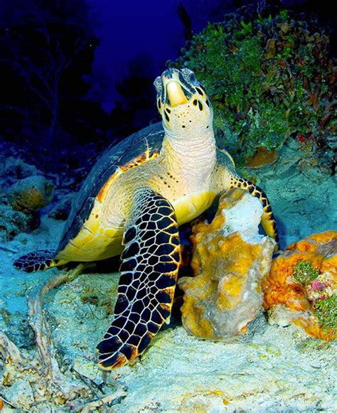 Hawksbill sea turtles live primarily in coral reefs. The Florida Hawksbill Project