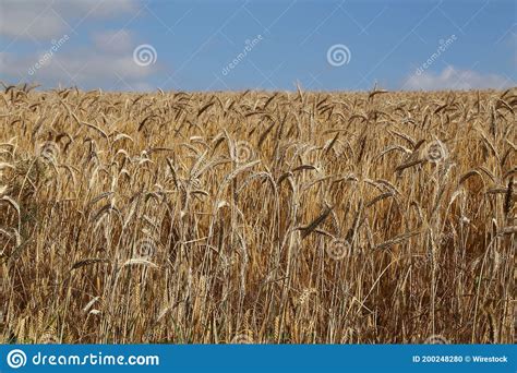 Wheat Field Under The Sunlight And A Blue Cloudy Sky In The Countryside