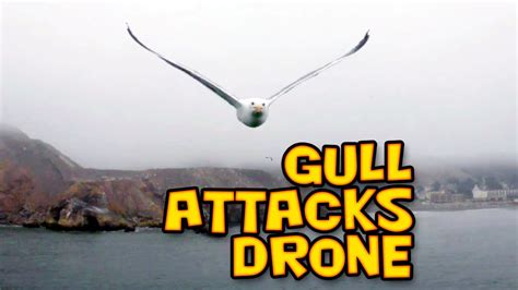 Gull Chases Drone Seagull Attacks Drone Bird Attack Youtube