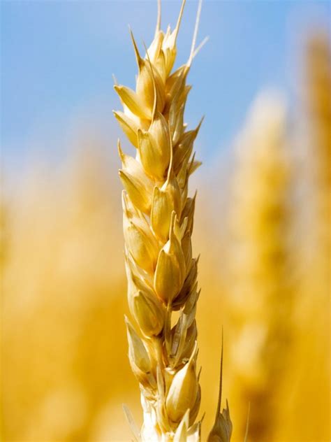 Wheat Growing Information Tips On Caring For Backyard Wheat Grain