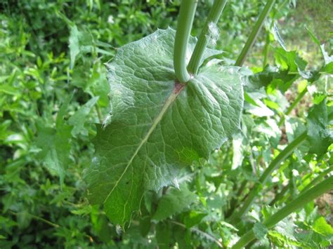 Imparate a conoscere queste piante, a distinguerle e di conseguenza a fare attenzione! Scheda botanica di Grespino comune (Sonchus oleraceus L ...