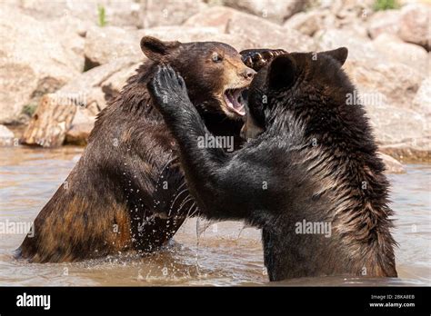 Black Bear In The Meadow Stock Photo Alamy