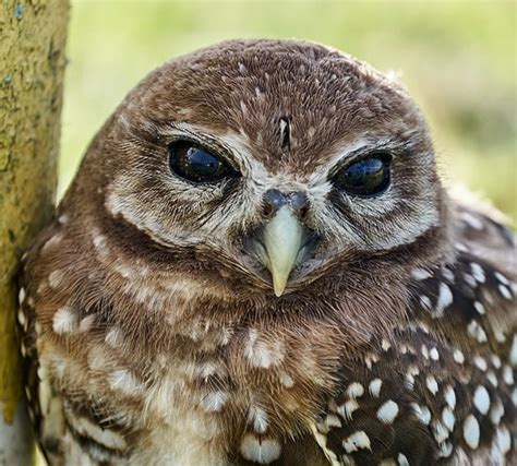 Black Eyed Burrowing Owls Nature And Wildlife Photography Forum