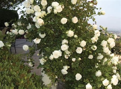 The White Eden Rose Star Roses And Plants Eden Rose Rose Climbing Roses