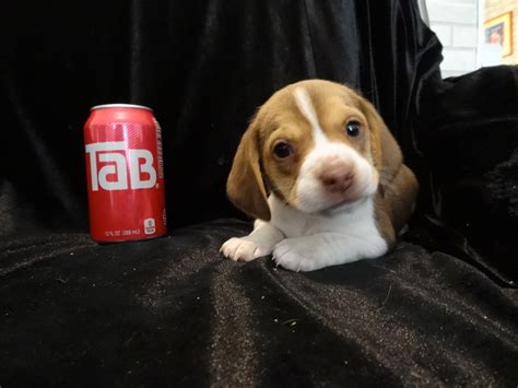 New Litter Pocket Beagle Puppies Tiny Beagles Miniature Pocket Beagle