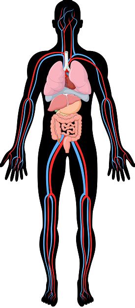 Rapaz Ilustração De Anatomia Do Corpo Humano Hba Arte Vetorial De