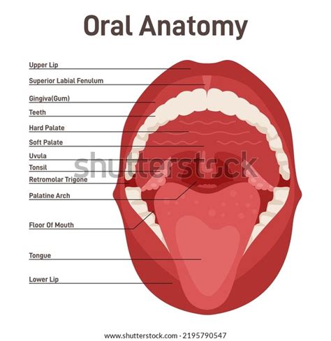 Oral Cavity Human Mouth Anatomy Model Stock Vector Royalty Free