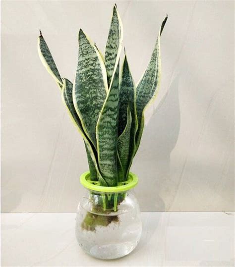 Look at their bloom color and the way the this plant blooms near thanksgiving. Buy Sansevieria trifasciata, Snake Plant (In Water ...