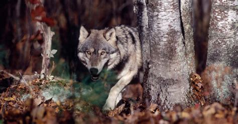 Wisconsins Growing Wolf Population Requires Grand View Outdoors
