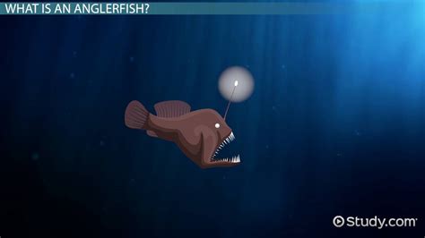 Anglerfish Facts Lesson For Kids Video And Lesson Transcript