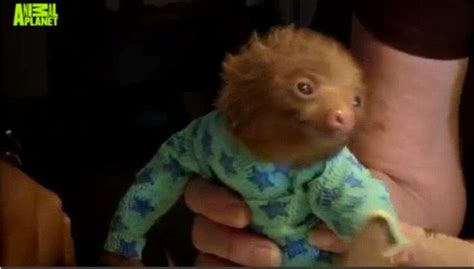 Baby Sloth In Pajamas Raww