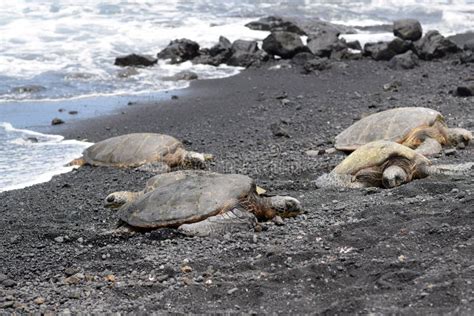 Four Green Sea Turtles On Punaluu Black Sand Beach Stock Image Image
