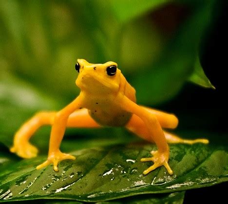 Animal Collections: Butter Living: 10 Amazing Yellow Animals