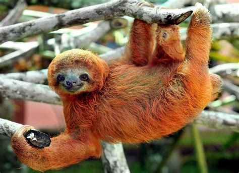 Sloth Sanctuary Just Hanging Out Meet The Adorable Occupants Of